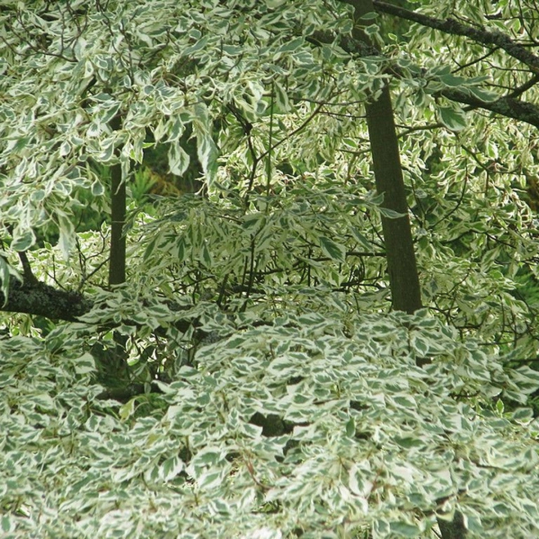 Cornus alternifolia 'Argentea'