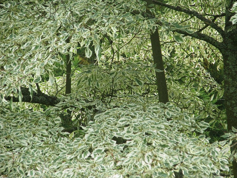 Cornus alternifolia 'Argentea'