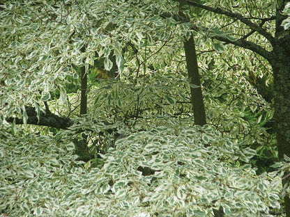 Cornus alternifolia 'Argentea'