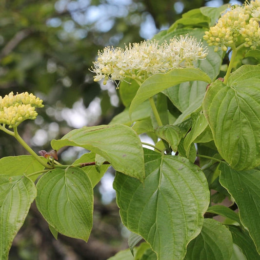 Cornus alternifolia