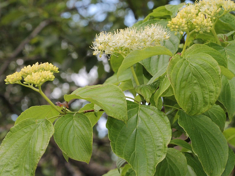 Kornoelje (Cornus alternifolia)