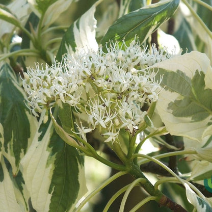 Cornus controversa 'Variegata'