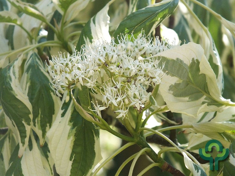 Cornus controversa 'Variegata'
