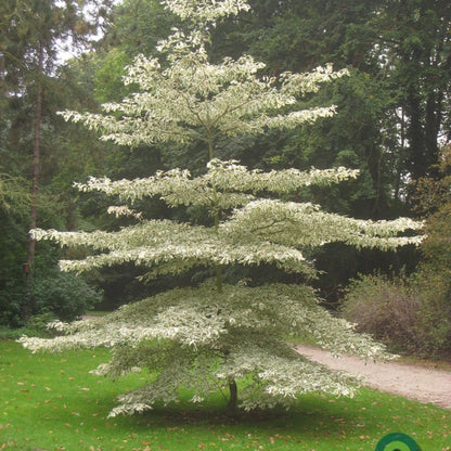 Cornus controversa 'Variegata'