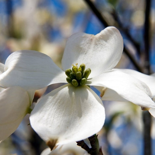 Cornus florida 'Cherokee Princess'