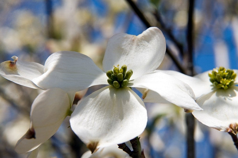 Cornus florida 'Cherokee Princess'