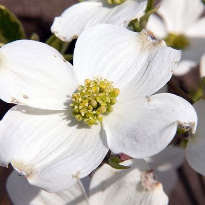 Cornus florida 'Daybreak'