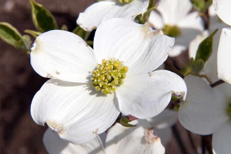 Cornus florida 'Daybreak'
