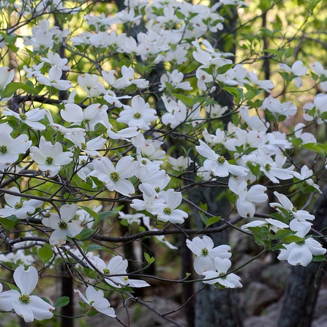 Kornoelje (Cornus florida)