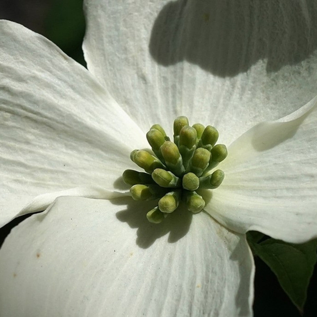 Cornus florida
