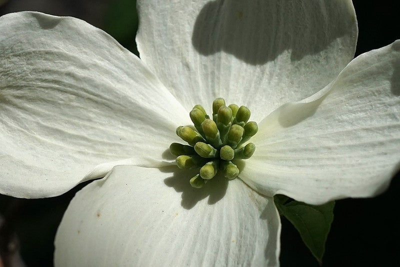 Cornus florida