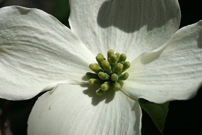 Cornus florida
