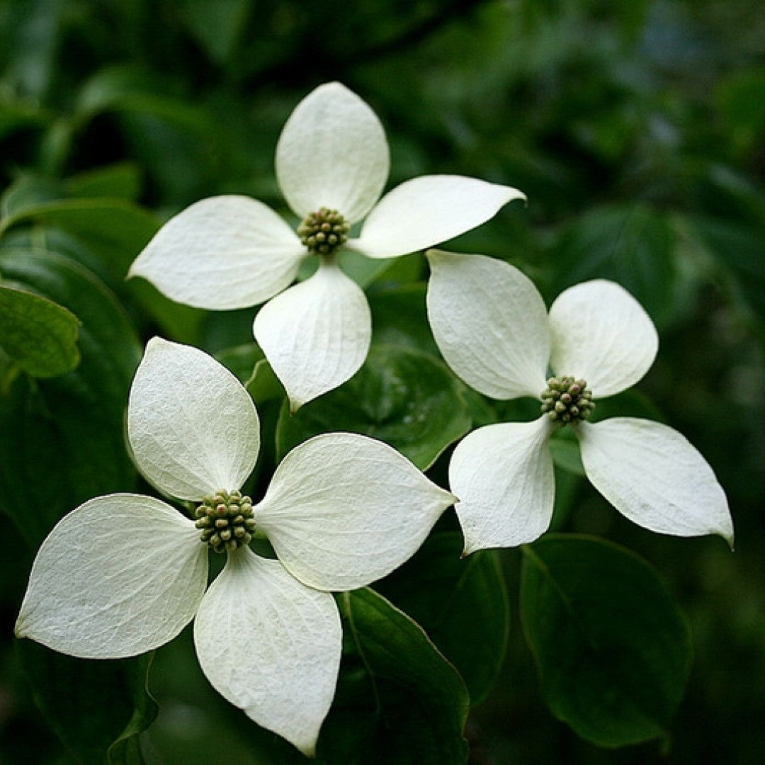 Kornoelje (Cornus kousa chinensis)