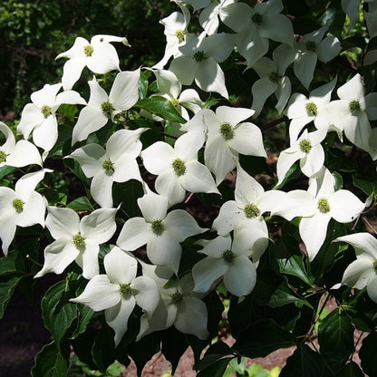 Cornus kousa