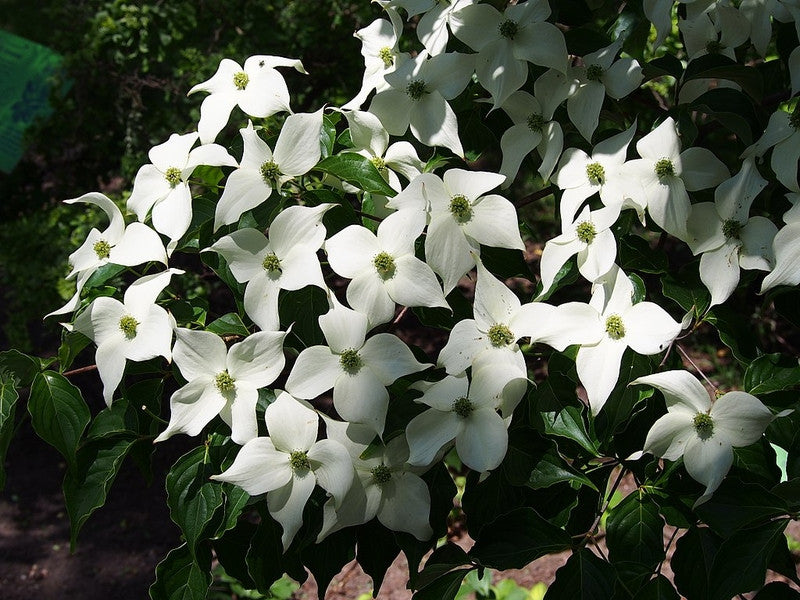 Cornus kousa