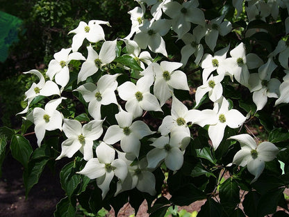 Cornus kousa