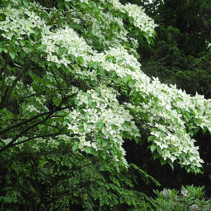 Cornus kousa chinensis