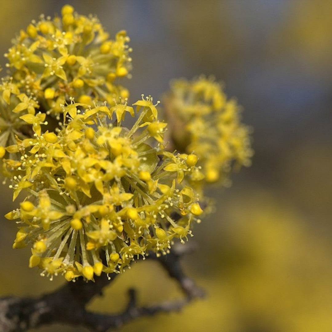 Cornus mas