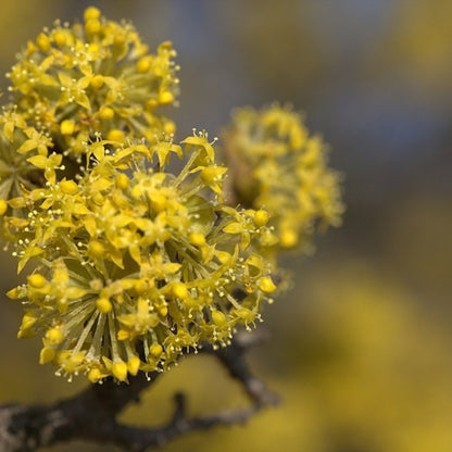 Cornus mas