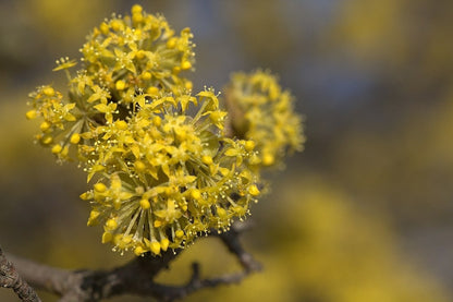 Cornus mas