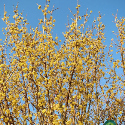 Cornus mas