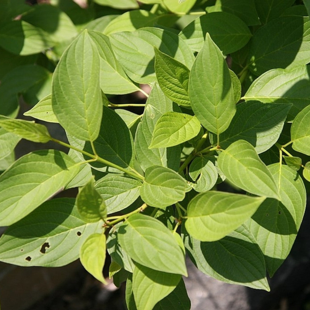 Cornus sericea 'Flaviramea'