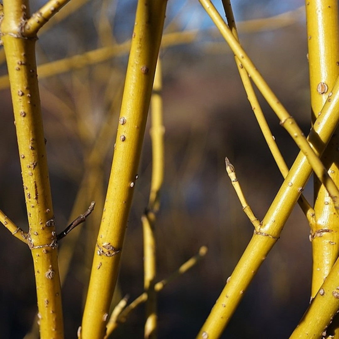 Kornoelje (Cornus sericea) 'Flaviramea'
