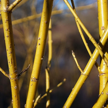 Cornus sericea 'Flaviramea'