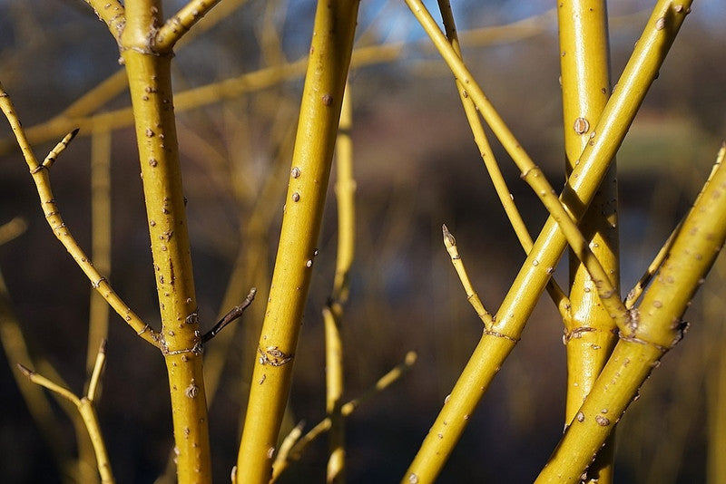 Kornoelje (Cornus sericea) 'Flaviramea'