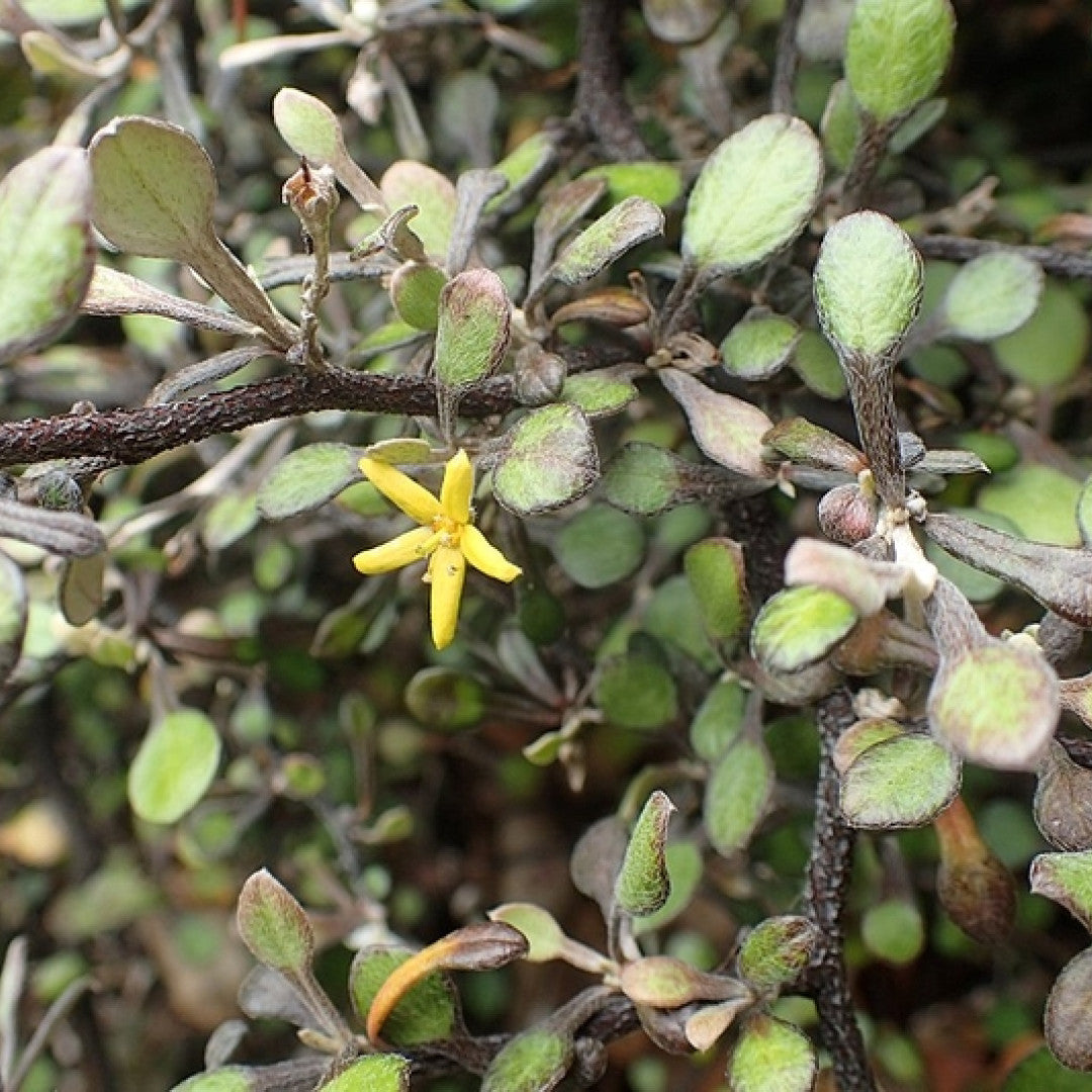 Corokia cotoneaster