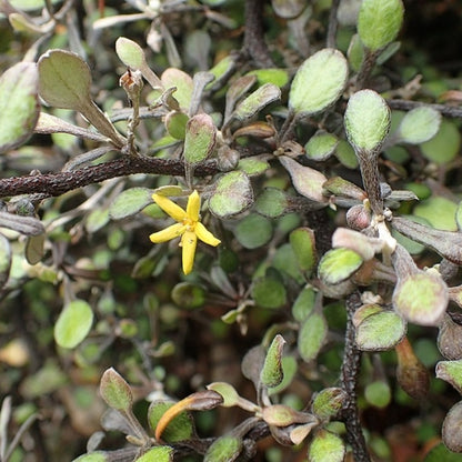Corokia cotoneaster