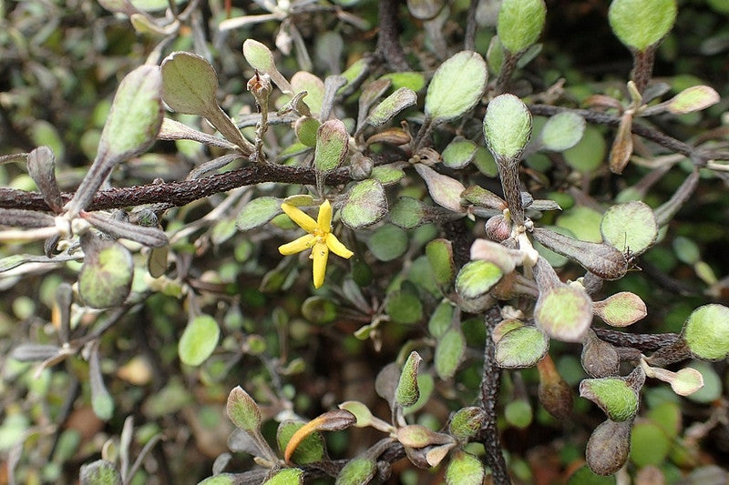 Corokia cotoneaster