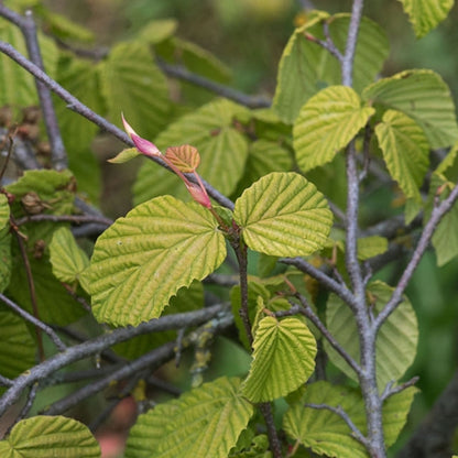 Corylopsis pauciflora