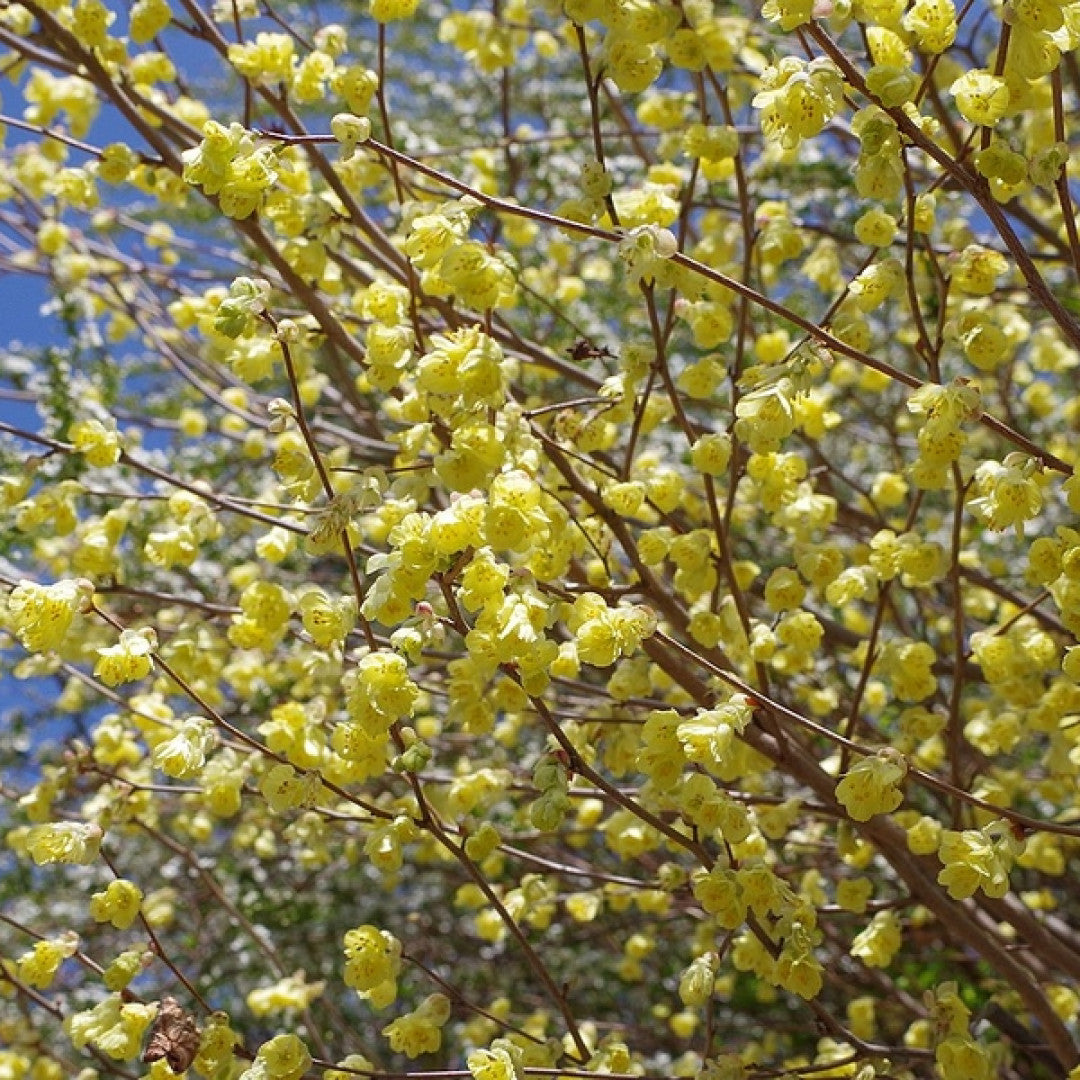 Corylopsis pauciflora