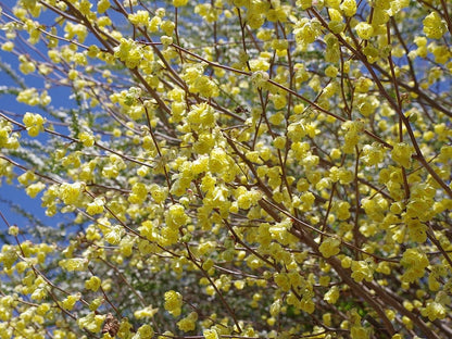 Corylopsis pauciflora