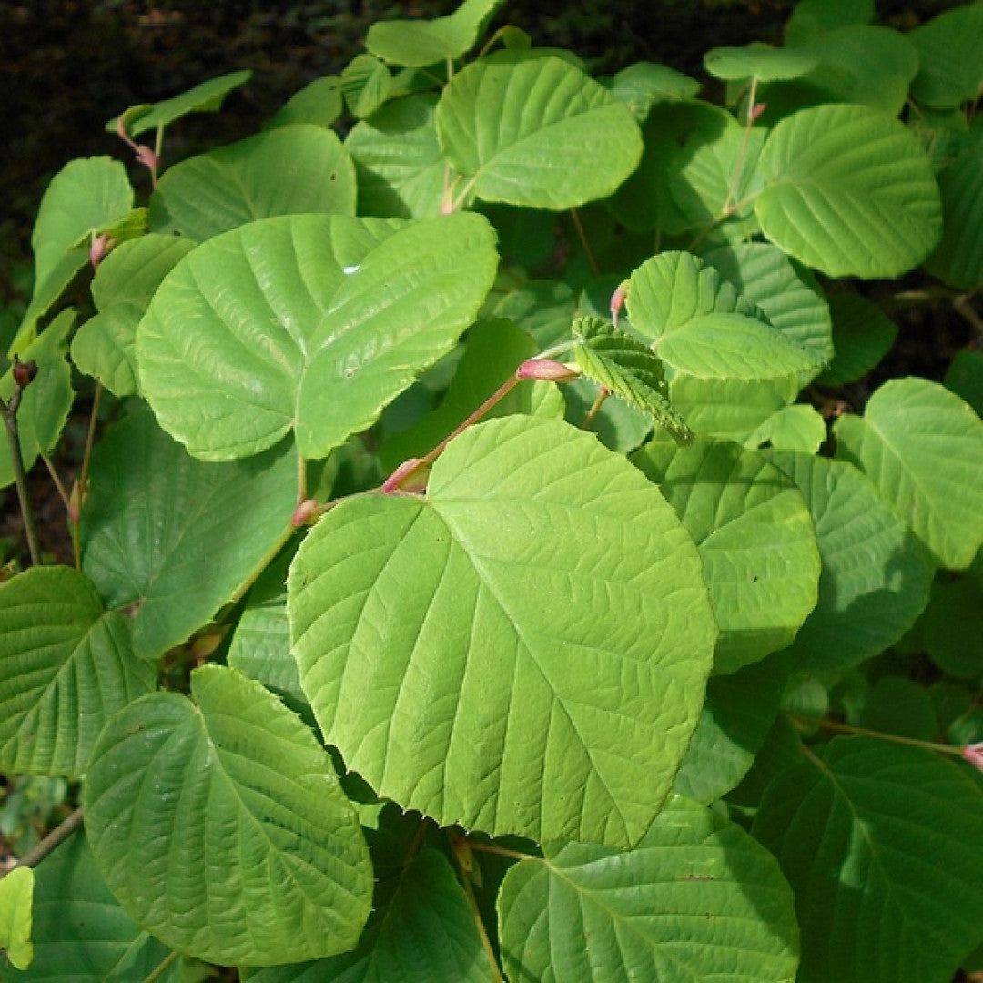 Corylopsis spicata