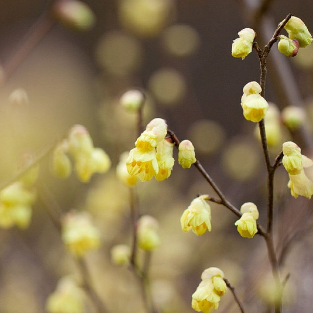 Corylopsis spicata