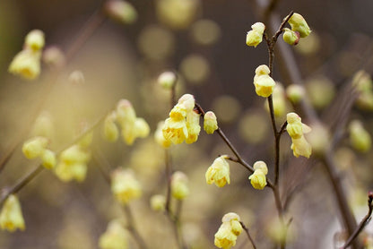 Corylopsis spicata