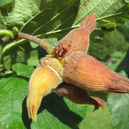 Hazelaar (Corylus) 'Cosford'