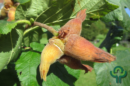Hazelaar (Corylus) 'Cosford'