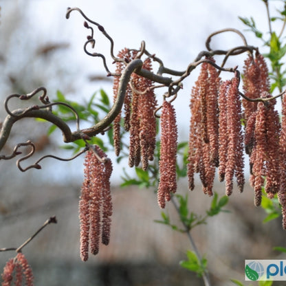 Corylus avellana 'Red Majestic'