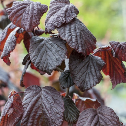 Corylus avellana 'Red Majestic'