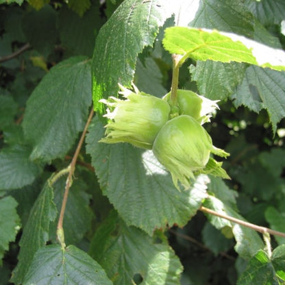 Hazelaar (Corylus) 'Halle'sche Riesen'