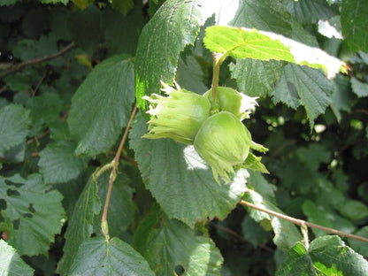 Hazelaar (Corylus) 'Halle'sche Riesen'