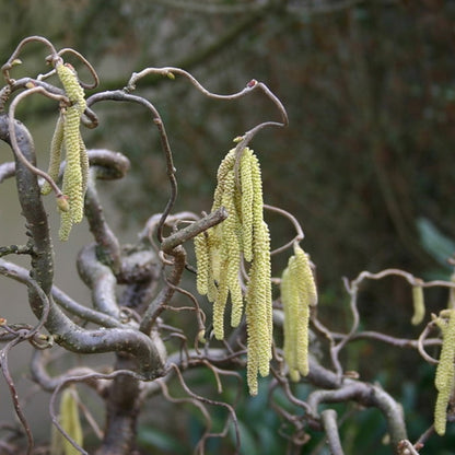 Corylus avellana 'Contorta'