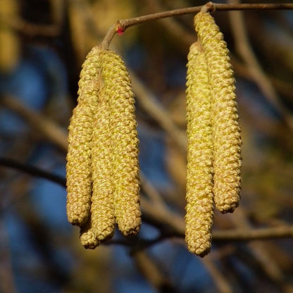 Corylus avellana