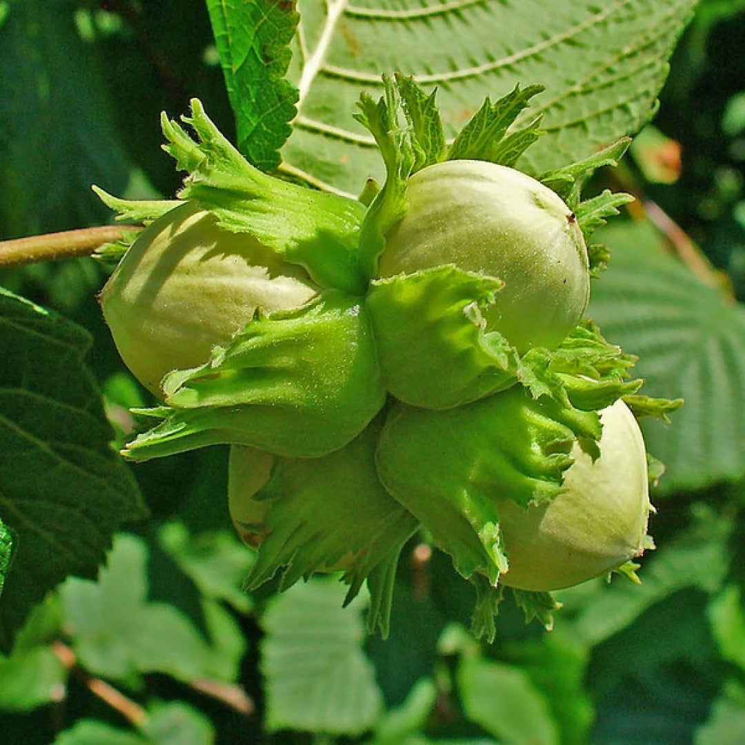 Hazelaar (Corylus avellana)