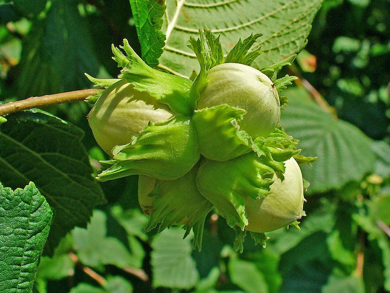 Corylus avellana
