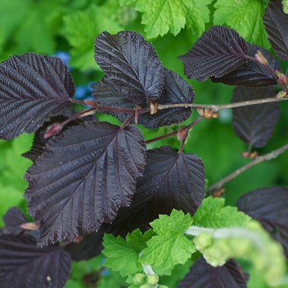 Corylus maxima 'Purpurea'
