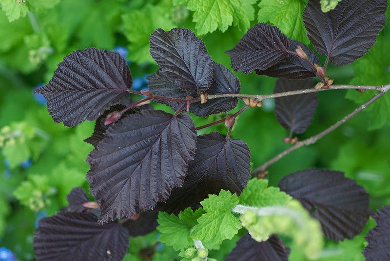 Hazelaar (Corylus maxima) 'Purpurea'